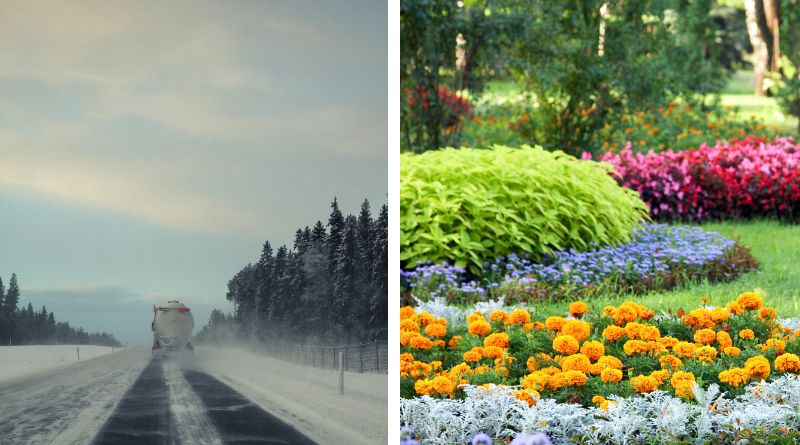 Blomstrande Passion: Lastbilschauffören som Förvandlar Vägrenar och Rastplatser med Blommor